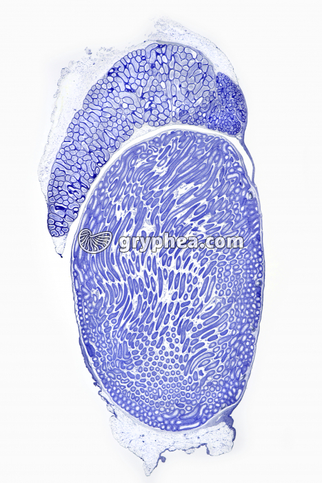 Testicule Rat spermatogenèse CL x1,3 - gryphea.com